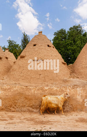 Capra di fronte ad alveare a forma di mattoni di fango case trulli, Harran, Provincia di Şanlıurfa, Urfa Provincia Foto Stock