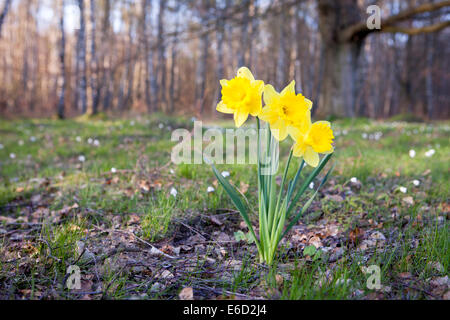 Tre gialli narcisi che crescono in un giardino in primavera. Foto Stock