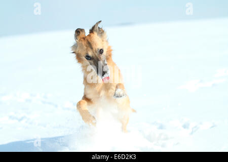 Longhaired Whippet o Silken Windsprite, whippet in esecuzione nella neve, ritratto Foto Stock