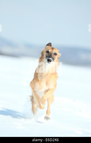 Longhaired Whippet o Silken Windsprite, whippet in esecuzione nella neve Foto Stock