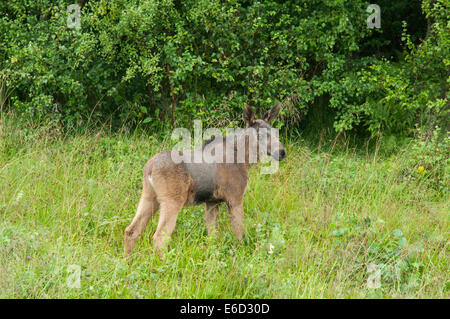 Unione elk (Alces alces), di vitello in piedi su un prato, Lauvsnes, Flatanger, Norvegia Foto Stock