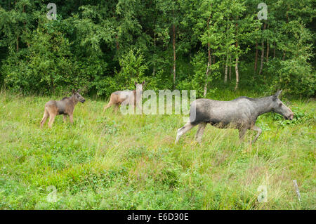Unione elk (Alces alces), mucca con due vitelli su un prato, Lauvsnes, Flatanger, Norvegia Foto Stock