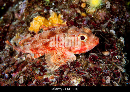 Piccoli scorfani rossi (Scorpaena notata), mare Mediterraneo, Croazia Foto Stock