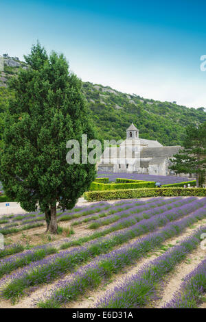 Cistercense Abbazia di Sénanque con campo di lavanda, in Gordes, Vaucluse Provence, Provence-Alpes-Côte d'Azur, in Francia Foto Stock
