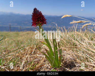 Black Vanilla Orchid (Nigritella nigra), la Carinzia, Austria Foto Stock