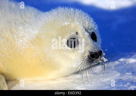 Arpa di tenuta o guarnizione a doppio spiovente (Pagophilus groenlandicus, Phoca groenlandica) pup sulla banchisa, le isole della Maddalena Foto Stock