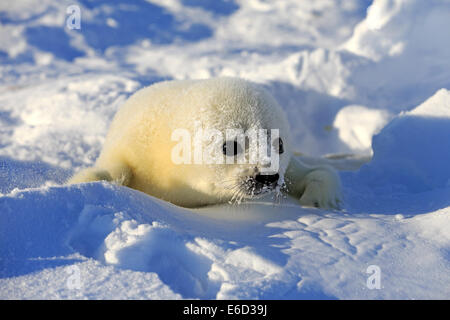 Arpa di tenuta o guarnizione a doppio spiovente (Pagophilus groenlandicus, Phoca groenlandica) pup sulla banchisa, le isole della Maddalena Foto Stock