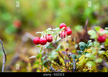 Lingonberries fresca che cresce su bush in foresta Foto Stock