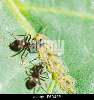 Due formiche afidi pascolo gruppo su foglie di noce close up Foto Stock
