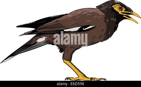 Modificabile illustrazione vettoriale di un comune myna bird dal sud-est asiatico Illustrazione Vettoriale