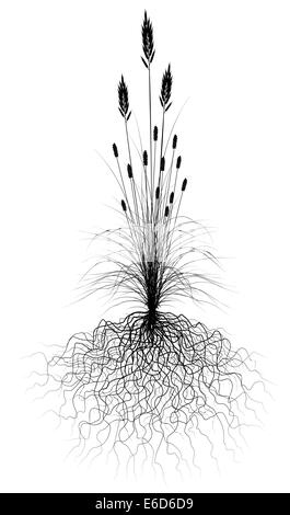 Vettoriale modificabile erba fioritura silhouette con sistema di root. Hi-res jpeg file incluso. Illustrazione Vettoriale