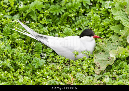 Sterna artica Foto Stock