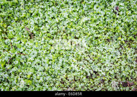 Neve invernale polveri l'erba verde su un inverni di mattina Foto Stock