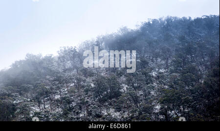 Inverno in montagna con neve fresca caduta e spessa nube attraverso gli alberi Foto Stock