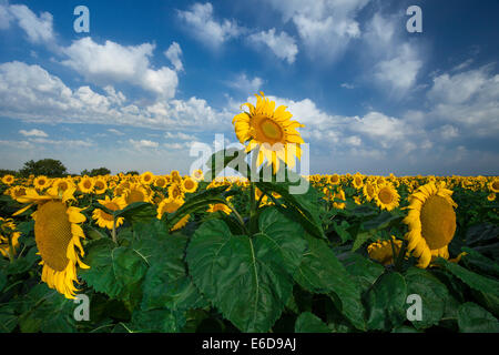 Campo di girasole su nuvoloso cielo blu Foto Stock