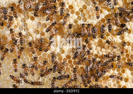 Lavoratore inglese honeybees verificando che le celle con larve al suo interno sono pronti per incappucciare con cera. 2 Anche le api di alimentare ciascun altro Foto Stock