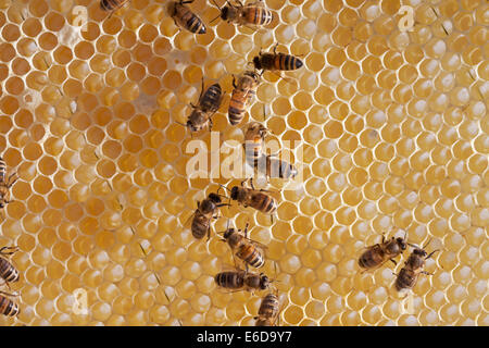 Lavoratore inglese honeybees in alveare controllare per assicurarsi che il miele negozio è pronto e per la tappatura di cellule con cera d'api bianca. Hampshire, Regno Unito Foto Stock