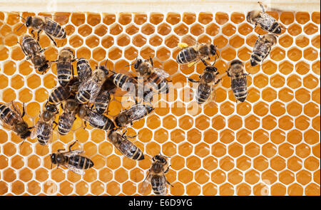 Lavoratore inglese honeybees avanzamento sul miele store al top di alveare più un ape con i sacchetti di polline sulle gambe, Hampshire, Regno Unito Foto Stock