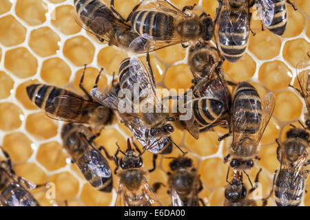 Lavoratore inglese honeybees in beehive controllo volume di acqua corretto nel miele store prima di capping con cera d'api bianca. Regno Unito Foto Stock