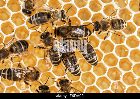 Lavoratore inglese honeybees in beehive controllo volume di acqua corretto nel miele store prima di capping con cera d'api bianca. Regno Unito Foto Stock