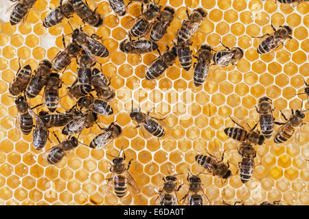 Lavoratore inglese honeybees in beehive controllo volume di acqua corretto nel miele store prima di capping con cera d'api bianca. Regno Unito Foto Stock