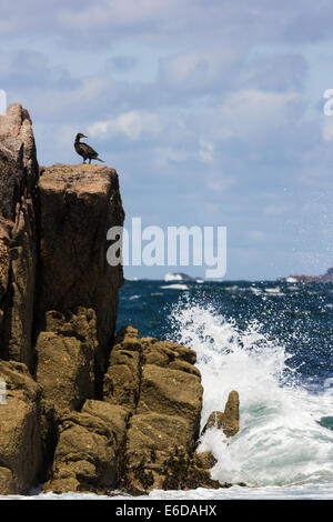 Marangone dal ciuffo Phalacrocorax aristotelis, il comune uccelli marini posatoi su un affioramento roccioso come le onde infrangersi contro il suo fondo Foto Stock