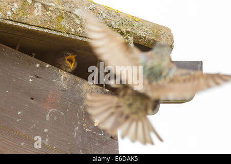 Starling Sturnus vulgaris, una giovane starling chick attende con impazienza il ritorno di un adulto per un feed, il suo colore giallo brillante gape easil Foto Stock