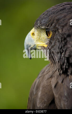 Falco di Harris Parabuteo unicinctus, un ritratto di un addestrato harris hawk utilizzato da un Falconer per il controllo di parassiti, Staffordshire, Regno Unito, se Foto Stock