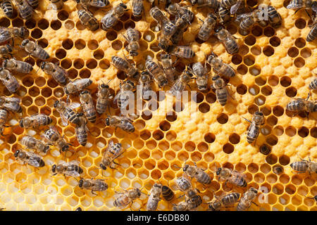 Lavoratore inglese honeybees in alveare tendendo ed alimentazione di recente larve schiuse, guardando dopo la covata sigillata e la preparazione di nuove cellule Foto Stock