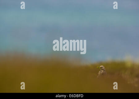 Rock pipit Anthus petrosus, un foraggio singoli con un becco pieno di bruchi pronti a fornire cibo per i suoi pulcini, Sansone. Foto Stock