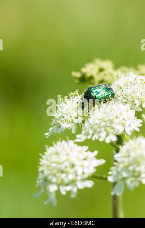 Rose Chafer Cetonia aurata, alimentando i fiori di un porco di piante infestanti sull'isola di Santa Maria, isole Scilly, può Foto Stock