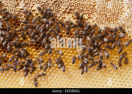 Beehive miele arch con sigillato il miele immagazzinato per l'inverno al di sopra di nettare con lavoratore inglese le api da miele al di sotto e poi nuovo pettine Foto Stock