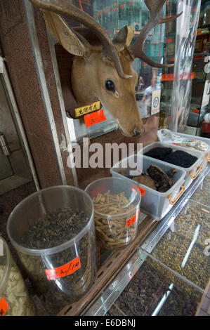 Un assortimento di funghi secchi e funghi per la vendita, sotto un ripieno a base di testa di cervo, in una medicina tradizionale cinese Shop, Isola di Hong Kong, Hong Kong, Cina Foto Stock