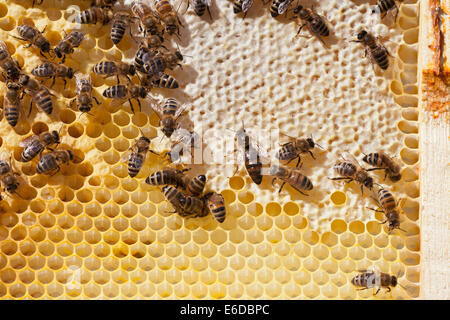 Queen Bee, centro di tappate miele, in cerca di luoghi per deporre le uova nei pressi di miele arch. I lavoratori della covata di alimentazione delle larve in cellule. Regno Unito Foto Stock