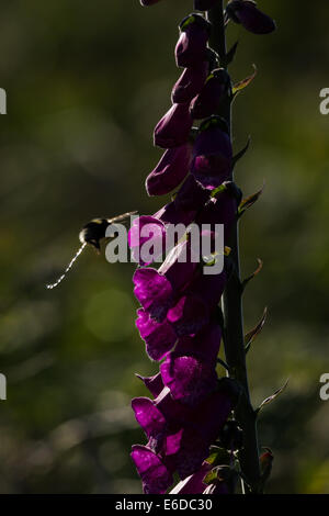 Buff-tailed bumblebee Bomubus terrestris, di alimentazione su un comune foxglove (Digitalis purpurea) come rifiuti excretes mid-volo. Foto Stock