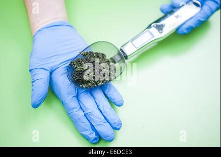 Londra, Regno Unito. 21 Ago, 2014. L annuale pesare-in avviene allo Zoo di Londra. Credito: Piero Cruciatti/Alamy Live News Foto Stock