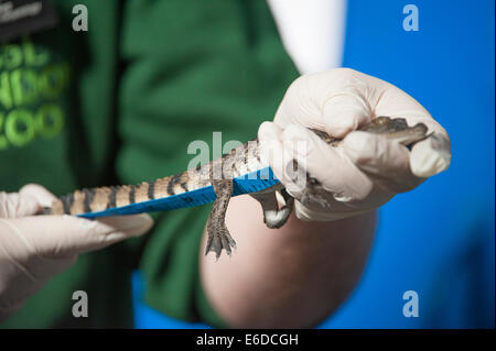 Lo Zoo di Londra, Londra, Regno Unito. 21 Ago, 2014. Rare baby coccodrilli, possente Gorilla Silverback e minuscolo lumache sono solo alcuni degli animali pronte per essere pesati e misurati allo Zoo di Londra annuali di pesare-nel 2014. Oltre ad essere un indicatore chiave di un animale di benessere generale, peso regolari controlli e misurazioni di cintura può anche aiutare i detentori di rilevare le gravidanze delle specie in via di estinzione che sono parte dei giardini zoologici" internazionali di conservazione programmi di allevamento. Credito: Malcolm Park editoriale/Alamy Live News Foto Stock