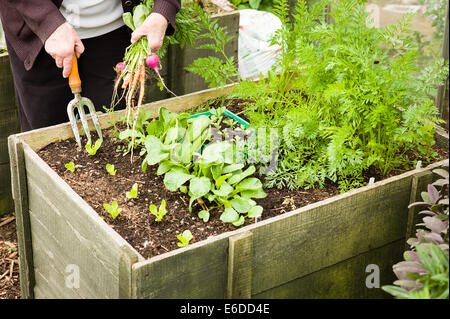 Un alto rilievo piantatrice di legno consente un giardiniere disabili a crescere un paio di verdure fresche a portata di mano per la casa Foto Stock