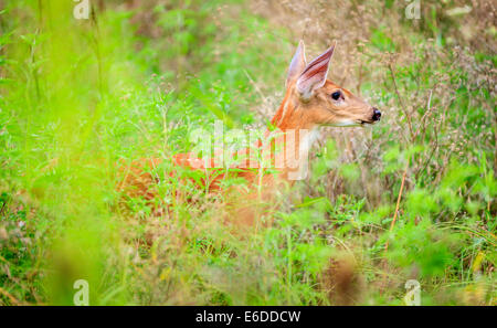 Capretta in piedi in un'erba alta Foto Stock