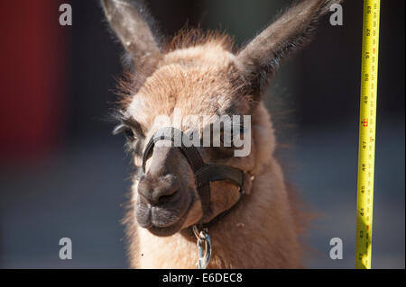 Lo Zoo di Londra, Londra UK. Giovedì 21 agosto 2014. Un vecchio di 4 mesi Llama allo Zoo di Londra annuali di pesare-nel 2014. Oltre ad essere un indicatore chiave di un animale di benessere generale, peso regolari controlli e misurazioni di cintura può anche aiutare i detentori di rilevare le gravidanze delle specie in via di estinzione che sono parte dei giardini zoologici" internazionali di conservazione programmi di allevamento. Credito: Malcolm Park editoriale/Alamy Live News Foto Stock