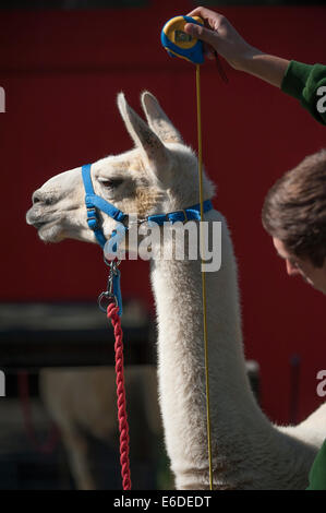 Lo Zoo di Londra, Londra UK. Giovedì 21 agosto 2014. Un Llama allo Zoo di Londra annuali di pesare-nel 2014. Oltre ad essere un indicatore chiave di un animale di benessere generale, peso regolari controlli e misurazioni di cintura può anche aiutare i detentori di rilevare le gravidanze delle specie in via di estinzione che sono parte dei giardini zoologici" internazionali di conservazione programmi di allevamento. Credito: Malcolm Park editoriale/Alamy Live News Foto Stock