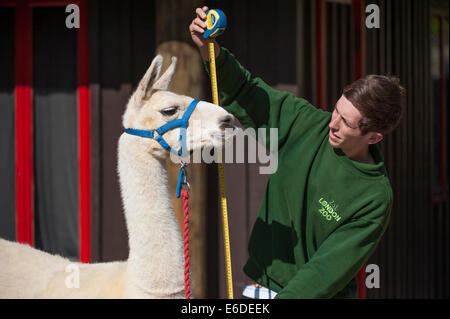 Lo Zoo di Londra, Londra UK. Giovedì 21 agosto 2014. Un Llama allo Zoo di Londra annuali di pesare-nel 2014. Oltre ad essere un indicatore chiave di un animale di benessere generale, peso regolari controlli e misurazioni di cintura può anche aiutare i detentori di rilevare le gravidanze delle specie in via di estinzione che sono parte dei giardini zoologici" internazionali di conservazione programmi di allevamento. Credito: Malcolm Park editoriale/Alamy Live News Foto Stock