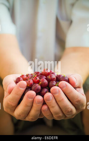 Maschio di mani tenendo aria fresca Uva spina Frutti Foto Stock