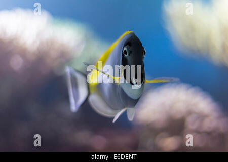 Una polvere blu Tang, noto anche come una polvere blu, Surgeonfish (Acanthurus leucosternon) all'acquario in ZSL London Zoo Foto Stock