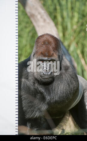 Lo Zoo di Londra, Londra UK. Giovedì 21 agosto 2014. Un Gorilla Silverback allo Zoo di Londra annuali di pesare-nel 2014. Oltre ad essere un indicatore chiave di un animale di benessere generale, peso regolari controlli e misurazioni di cintura può anche aiutare i detentori di rilevare le gravidanze delle specie in via di estinzione che sono parte dei giardini zoologici" internazionali di conservazione programmi di allevamento. Credito: Malcolm Park editoriale/Alamy Live News Foto Stock