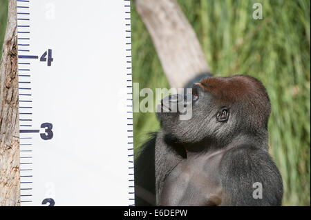 Lo Zoo di Londra, Londra UK. Giovedì 21 agosto 2014. Un Gorilla Silverback allo Zoo di Londra annuali di pesare-nel 2014. Oltre ad essere un indicatore chiave di un animale di benessere generale, peso regolari controlli e misurazioni di cintura può anche aiutare i detentori di rilevare le gravidanze delle specie in via di estinzione che sono parte dei giardini zoologici" internazionali di conservazione programmi di allevamento. Credito: Malcolm Park editoriale/Alamy Live News Foto Stock