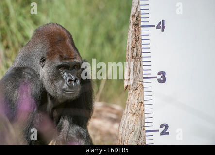 Lo Zoo di Londra, Londra UK. Giovedì 21 agosto 2014. Un Gorilla Silverback allo Zoo di Londra annuali di pesare-nel 2014. Oltre ad essere un indicatore chiave di un animale di benessere generale, peso regolari controlli e misurazioni di cintura può anche aiutare i detentori di rilevare le gravidanze delle specie in via di estinzione che sono parte dei giardini zoologici" internazionali di conservazione programmi di allevamento. Credito: Malcolm Park editoriale/Alamy Live News Foto Stock