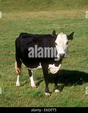 Una mucca in piedi fuori in erba Foto Stock