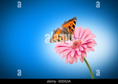 Farfalla sul fiore rosa su sfondo blu Foto Stock