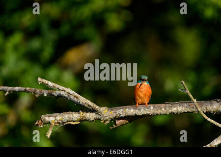 Common kingfisher appollaiato su un ramo in la Dombes regione, Ain department, Francia Foto Stock